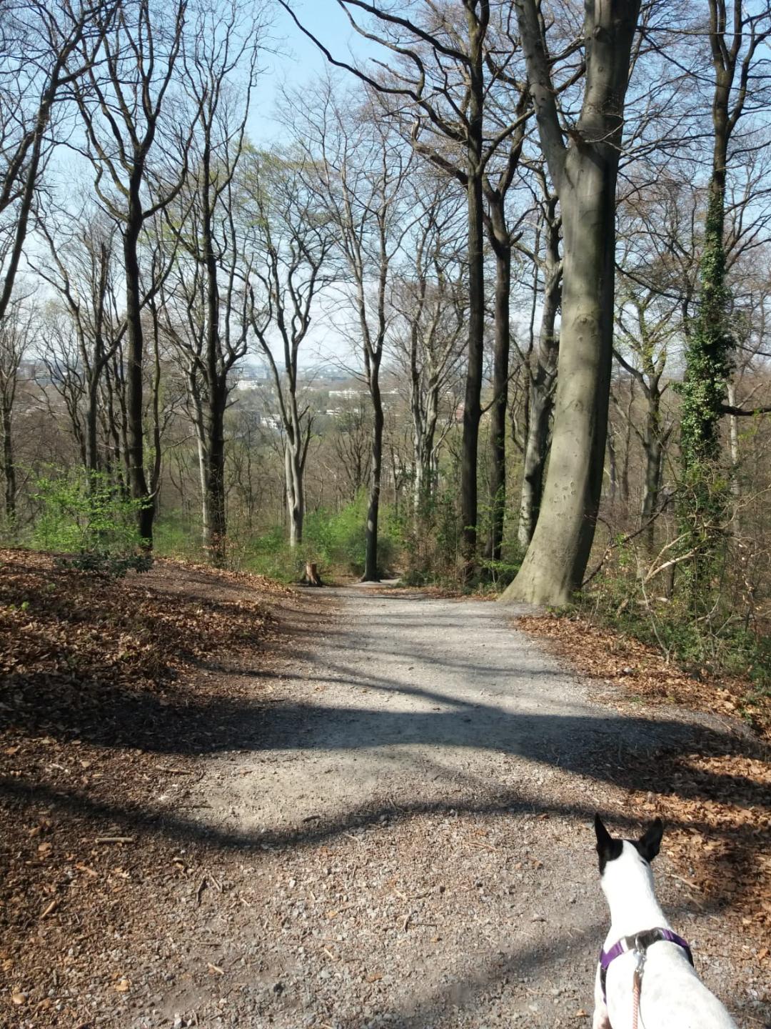 Pepper walk in the woods in Germany